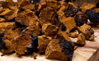 Chaga Mushrooms: A Guide to Its Health Benefits and Usage