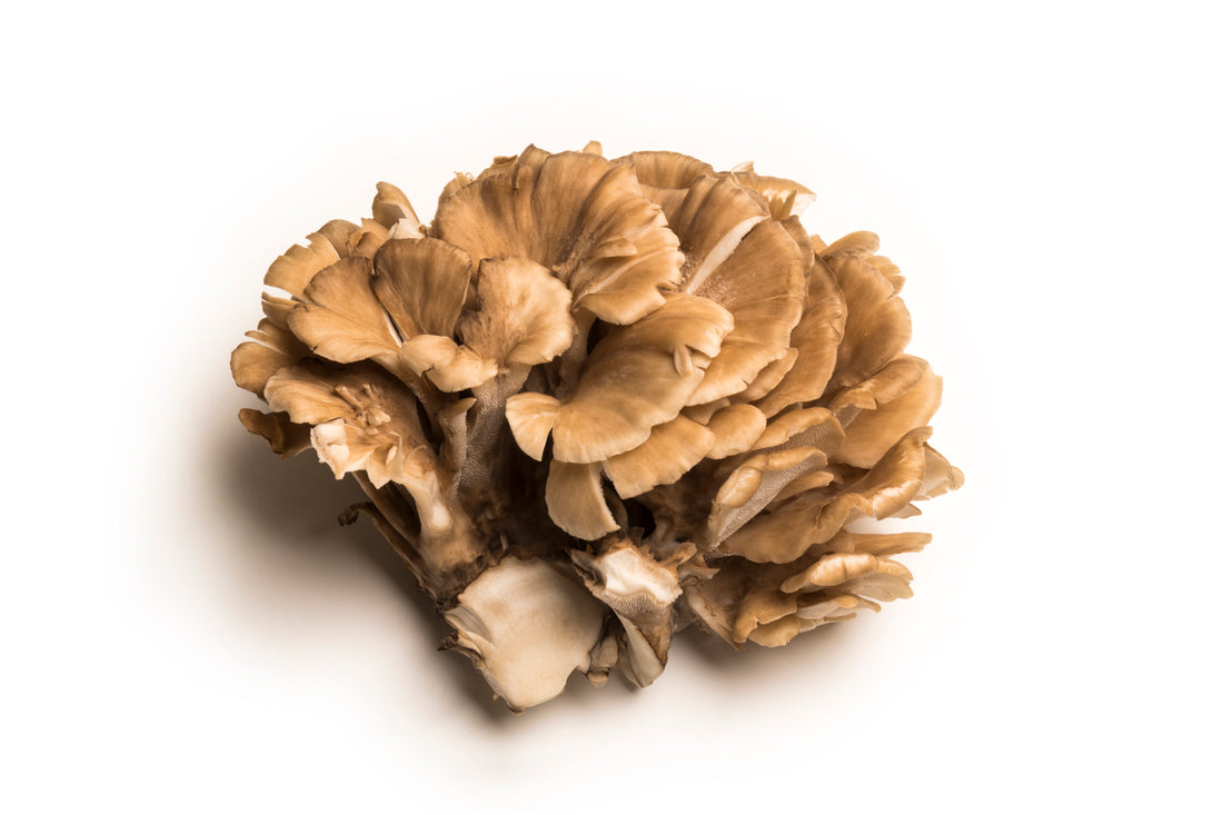 The Incredible Health Benefits of Maitake Mushrooms