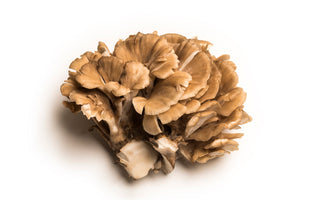 The Incredible Health Benefits of Maitake Mushrooms