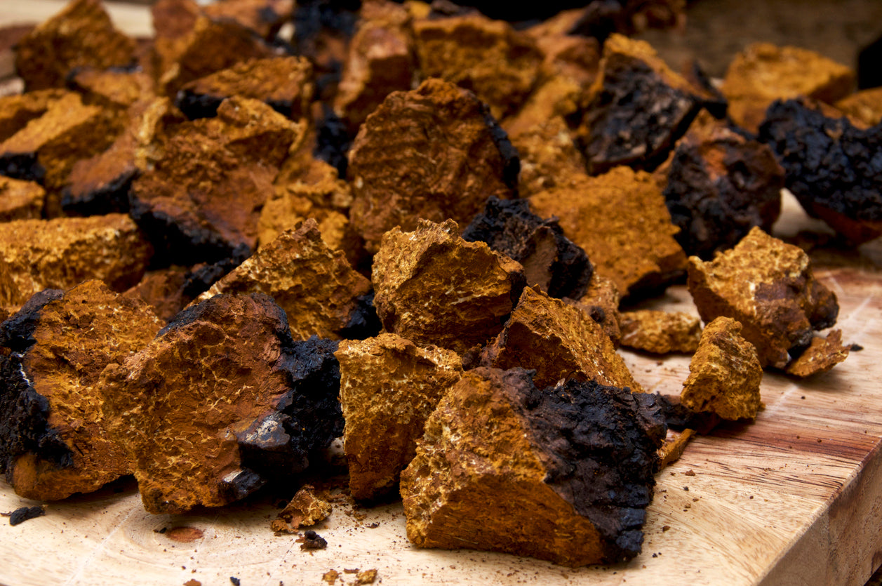 Chago Root Chaga Mushrooms: A Guide to Its Health Benefits and Usage – Micro Soul