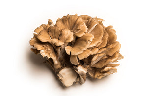 The Incredible Health Benefits of Maitake Mushrooms