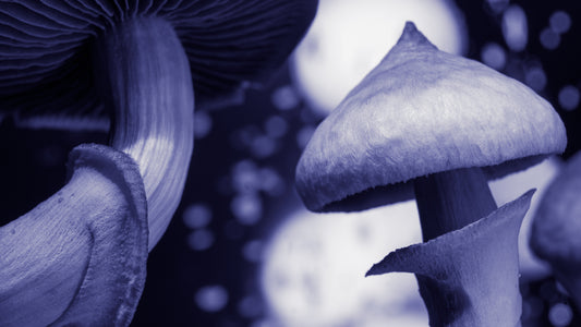 What Are the Health Benefits of Functional Mushrooms?