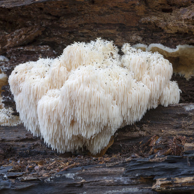 Lion's Mane - Everything you need to know