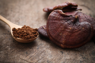 Reishi Mushrooms and their potential